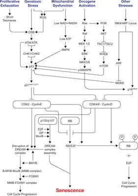 Mechanisms of Cellular Senescence: Cell Cycle Arrest and ... Biology Diagrams